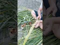 Cara membuat sapu lidi dari daun kelapa dengan alat pembuat sapu yang cepat #sapulidi #daunkelapa