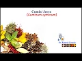 Unlocking the Secrets of Cumin jeera zira comino From Ancient Wisdom to Modern Health Benefits