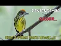 MANTAP..!! SUARA BURUNG PENTIS RIMBA GACOR, Pancingan Pentis Rimba Bahan cepat Gacor..