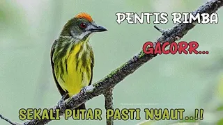 mantap suara burung pentis rimba gacor pancingan pentis rimba bahan cepat gacor 