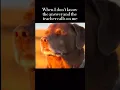 Download Lagu I don’t know the answer | #meme #dog #teacher