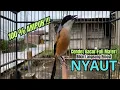 Download Lagu burung cendet gacor FULL MATERI buat PANCINGAN CENDET AGAR BUNYI JADIKAN BURUNG PENTET GACOR AKTIF