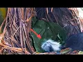 Download Lagu DETIK-DETIK ANAK BURUNG MAU DIBUNUH OLEH INDUK NYA