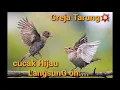 Download Lagu Guru vokal Greja Tarung ampuh cepat on#cucak#ijo#Langsung#ngetrook# hobiku hobimu