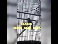 Download Lagu gelatik suara burung klik klik