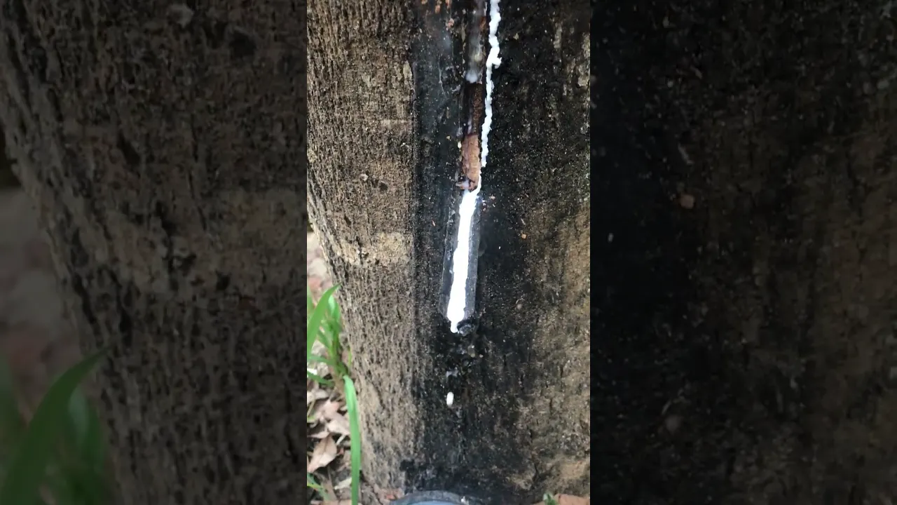 Rubber sap flowing from tapped tree