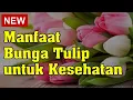 Download Lagu Manfaat Bunga Tulip untuk Kesehatan