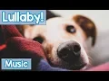 Download Lagu Lullabies for Dogs to Sleep to! Calm Your Dog and Help them Have a Sound Sleep with this Music!