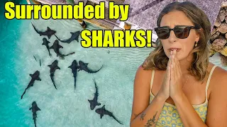 Surrounded by sharks in the Marina!