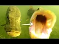 TOP 5 Pike Attacks The Best Underwater Fishing Compilation
