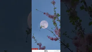 مش مصدق عينيا اناشيد عن النجاح دندنها