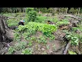 Download Lagu Tidak sabar menanti taman padi menghiasi kebun panen sayur bayam melimpah bersama istri