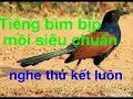 Download Lagu Tiếng chim bìm bịp mồi chuẩn 2019