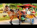 Download Lagu NAIK DELMAN ISTIMEWA - NAIK KUDA DELMAN - KUDA - KUDA DELMAN POPULER - KUDA TUNGGANG - KUDA DELMAN