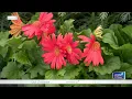 Texas weather confusion causes early blooms and allergy spikes