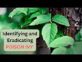 KILL Poison Ivy FOR GOOD