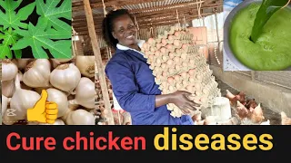 BEST ANTIBIOTIC to cure all chicken diseases in poultry farming