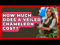 How Much Does A Veiled Chameleon Cost - Reptilian Wonders