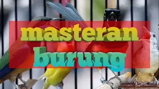 masteran lovebird paud terapi air brainwave