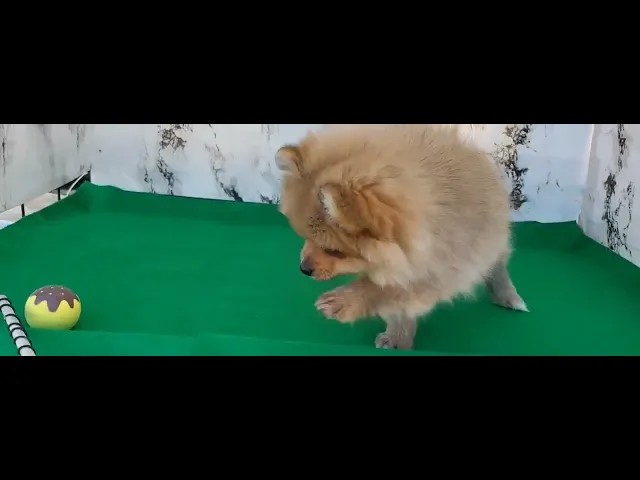 動画
