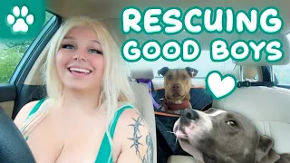 VLOG DAY Rescuing Good Boys sleebunn