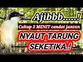 Download Lagu 2 MENIT CUKUP ❗ menjadikan SUARA BURUNG cendet gacor SEKETIKA pancingan cendet agar bunyi PENTET