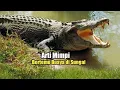 Download Lagu Arti Mimpi Bertemu Buaya di Sungai
