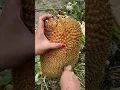 Download Lagu Unboking Nangka Super Jumbo #nangka