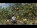 Lagu After Prison, I Returned to the Mountains to Harvest Oranges and Start Ove