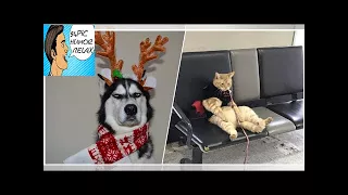 Animals rule the internet we re all just visiting 38 Photos - 94Pic Humor Relax