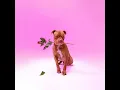 Zee Nxumalo & TBO - Ngisakuthanda (Official Audio)