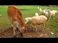 Download Lagu DJ Anak Kambing Saya Ada Dikota Bandung