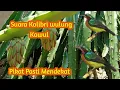 Download Lagu Suara Pikat Kolibri Wulung Kowul