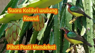 Download Suara Pikat Kolibri Wulung Kowul MP3