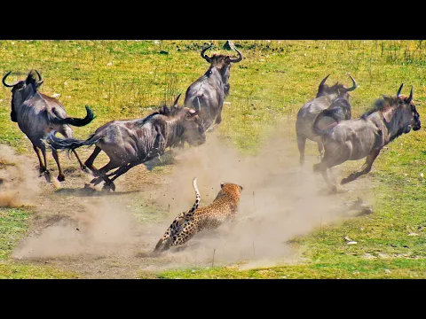 LEOPARD TAKES DOWN WILDEBEEST 3 TIMES ITS SIZE