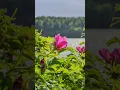 Download Lagu That feeling of sunshine, calm waves and long summer nights... ☀️🎶  #relaxingmusic #nature #relaxing