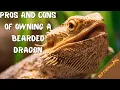 Pros and Cons Of Owning A Bearded Dragon