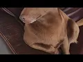 dog sitting gay