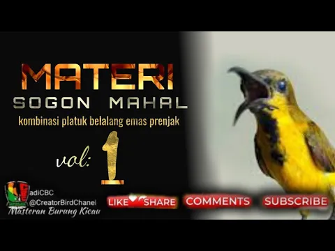 Download MP3 masteran sogon materi kombinasi  pelatuk belalang emas prenjak rapet(#adiCBC@CreatorBirdChanel  )