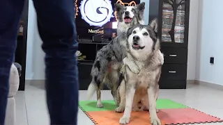 Logrando que un perro SEPA ABRAZAR a OTRO PERRO