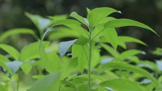 meditation with soothing nature scenery sleep calm study super soothing relaxation surajsansi