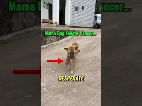 Mama Dog Fought Cancer… You Won’t Believe Her Today! 🥺💔
