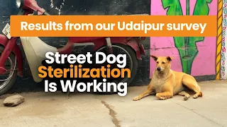 Street Dog Sterilization Is Working: Results from Our Udaipur Survey