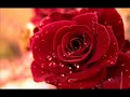 Lynn Anderson - Rose Garden Lyrics