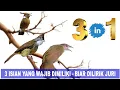 Download Lagu CILILIN VS KAPAS TEMBAK VS CUCAK JENGGOT SUARA JERNIH MASTERAN WAJIB BURUNG LOMBA