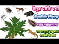 Download Lagu পেঁপে পাতার মধ্যে এই দুটো জিনিস মিশিয়ে রেখে দিন জীবনে কখনো বাড়িতে কোনরকম পোকামাকড় দেখতে পাবেন না