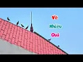 Download Lagu Tưởng Mất Chim Sáo Ai Ngờ Nó Rủ Thêm Cả Đàn Ở Ngoài Tự Nhiên Về Nhà Luôn / Quế Nghịch