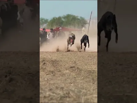 Champions Greyhound Of Punjab. Lightning Speed Racing Greyhound Next Part. #dogshorts