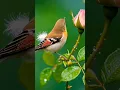 Al Akhlas 🫀 #egzonibrahimi #alquran #recitation #birds #reducestress #nature #tilawat