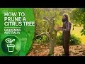 Download Lagu How to Prune a Citrus Tree | Citrus | Gardening Australia